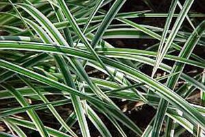 Carex oshim. 'Ribbon Falls' geen maat specificatie 0,55L/P9cm