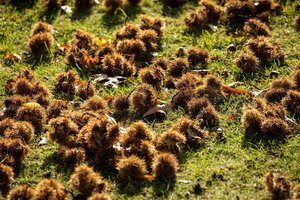 Castanea sativa 20-25 Hoogstam draadkluit 4 X verplant