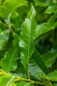 Castanea sat. 'Dorée de Lyon' 10-12 Hoogstam draadkluit - afbeelding 3