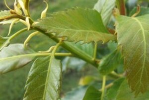 Castanea sat. 'Lyon' 14-16 Hoogstam wortelgoed 2 X verplant