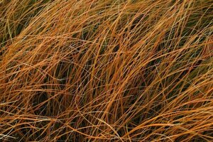 Carex testacea geen maat specificatie 0,55L/P9cm