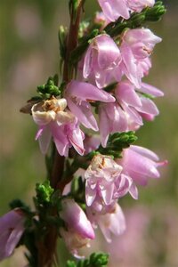 Calluna vulgaris geen maat specificatie P10,5cm
