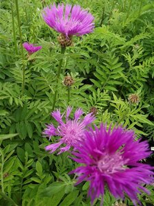 Centaurea dealbata geen maat specificatie 0,55L/P9cm - afbeelding 3
