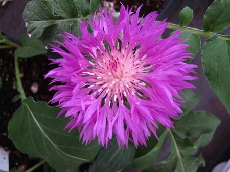 Centaurea dealbata geen maat specificatie 0,55L/P9cm - afbeelding 1