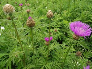 Centaurea dealbata geen maat specificatie 0,55L/P9cm - afbeelding 5