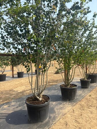 Cercidiphyllum japonicum 200-250 cm cont. 110L meerstammig - afbeelding 1