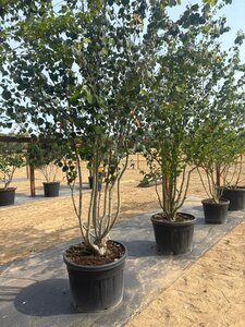Cercidiphyllum japonicum 200-250 cm cont. 110L meerstammig