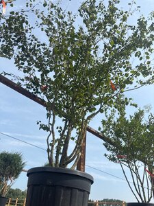 Cercidiphyllum japonicum 200-250 cm cont. 110L meerstammig - afbeelding 4