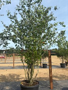 Cercidiphyllum japonicum 200-250 cm cont. 110L meerstammig - afbeelding 5
