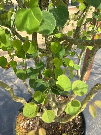 Cercidiphyllum japonicum 200-250 cm cont. 110L meerstammig - afbeelding 2