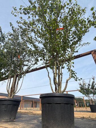 Cercidiphyllum japonicum 200-250 cm cont. 110L meerstammig - afbeelding 3