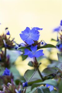Ceratostigma plumbaginoides geen maat specificatie 0,55L/P9cm