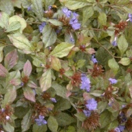Ceratostigma plumbaginoides geen maat specificatie 0,55L/P9cm - afbeelding 5