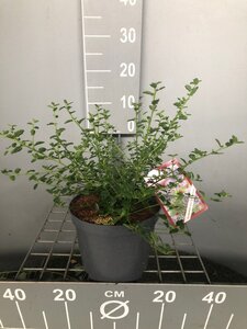 Ceanothus thyrsiflorus repens 20-30 cm cont. 3,0L
