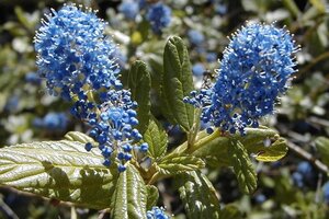 Ceanothus thyrsiflorus repens 25-30 cm cont. 3,0L