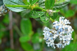 Ceanothus thyrsiflorus repens 30-40 cm cont. 3,0L - afbeelding 2