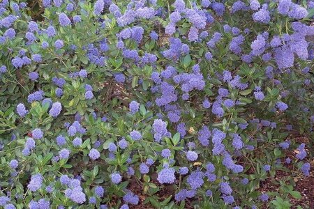 Ceanothus thyrsiflorus repens 30-40 cm cont. 3,0L - afbeelding 3