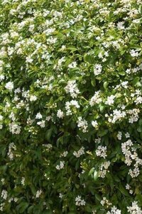 Choisya 'Aztec Pearl' 25-30 cm cont. 3,0L - afbeelding 3