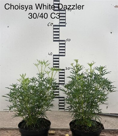 Choisya 'Aztec Pearl' 30-40 cm cont. 3,0L