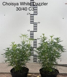 Choisya 'Aztec Pearl' 30-40 cm cont. 3,0L