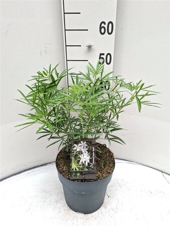 Choisya 'Aztec Pearl' 30-40 cm cont. 5,0L - afbeelding 4