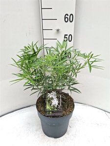 Choisya 'Aztec Pearl' 30-40 cm cont. 5,0L - afbeelding 4