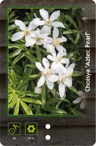 Choisya 'Aztec Pearl' 30-40 cm cont. 5,0L - afbeelding 5