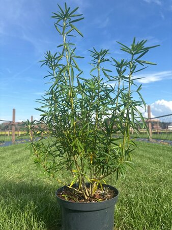 Choisya 'Aztec Pearl' 40-60 cm cont. 5,0L - afbeelding 1