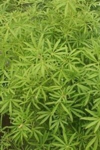 Choisya 'Aztec Pearl' 60-80 cm met kluit