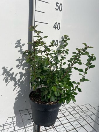 Chaenomeles j. 'Sargentii' 30-40 cm cont. 3,0L - afbeelding 1