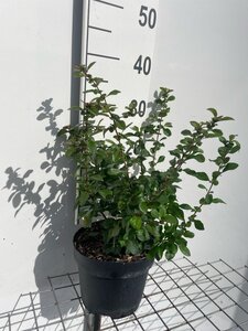 Chaenomeles j. 'Sargentii' 30-40 cm cont. 3,0L - afbeelding 1