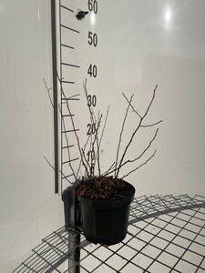 Chaenomeles j. 'Sargentii' 30-40 cm cont. 3,0L - afbeelding 2