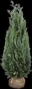 Chamaecyparis l. 'Columnaris' 150-175 cm met kluit