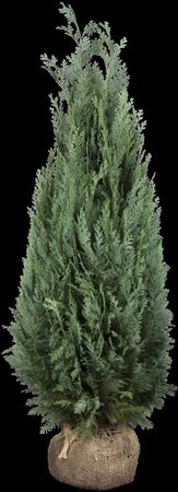 Chamaecyparis l. 'Columnaris' 175-200 cm met kluit - afbeelding 1