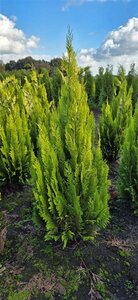 Chamaecyparis l. 'Ivonne' 100-125 cm met kluit - afbeelding 5