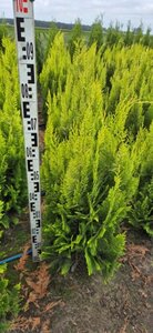 Chamaecyparis l. 'Ivonne' 60-80 cm met kluit - afbeelding 7