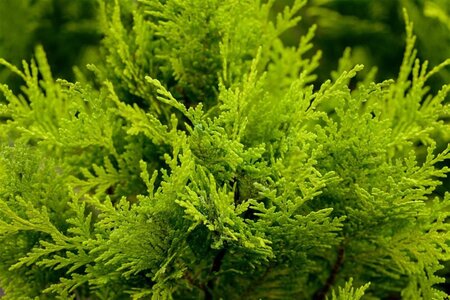 Chamaecyparis l. 'Stardust' 100-125 cm met kluit
