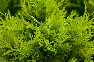 Chamaecyparis l. 'Stardust' 80-100 cm met kluit