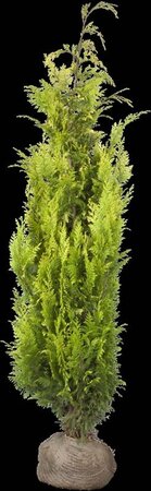 Chamaecyparis l. 'Yvonne' 100-125 cm met kluit - afbeelding 3