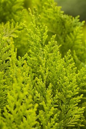 Chamaecyparis l. 'Yvonne' 125-150 cm met kluit - afbeelding 3