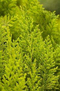 Chamaecyparis l. 'Yvonne' 125-150 cm met kluit - afbeelding 3