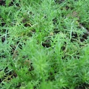 Chamaemelum nobile 'Treneague' geen maat specificatie 0,55L/P9cm