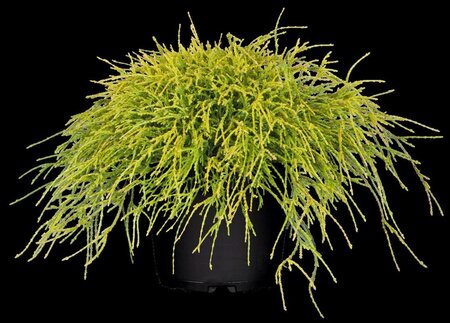 Chamaecyparis p. 'Sungold' 25-30 cm cont. 3,0L - afbeelding 2