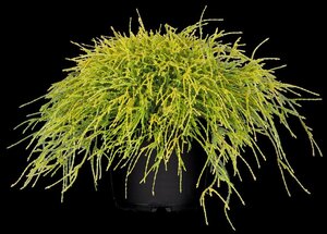 Chamaecyparis p. 'Sungold' 25-30 cm cont. 3,0L - afbeelding 2