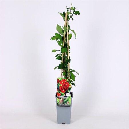 Chaenomeles sup. 'Crimson and Gold' 70 cm vierkant 2L