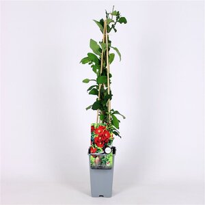 Chaenomeles sup. 'Crimson and Gold' 70 cm vierkant 2L
