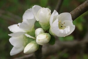 Chaenomeles sup. 'Jet Trail' 30-40 cm cont. 3,0L