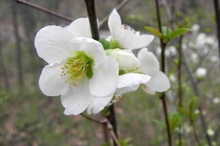 Chaenomeles sup. 'Jet Trail' 30-40 cm cont. 3,0L - afbeelding 2