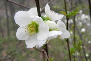 Chaenomeles sup. 'Jet Trail' 30-40 cm cont. 3,0L - afbeelding 2