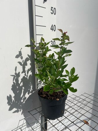 Chaenomeles sup. 'Nicoline' 30-40 cm cont. 3,0L - afbeelding 4